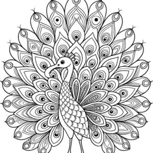 Peacock drawing with colour