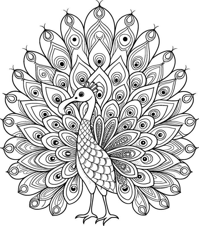 Peacock drawing with colour