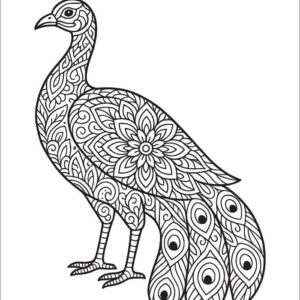 Peacock images download