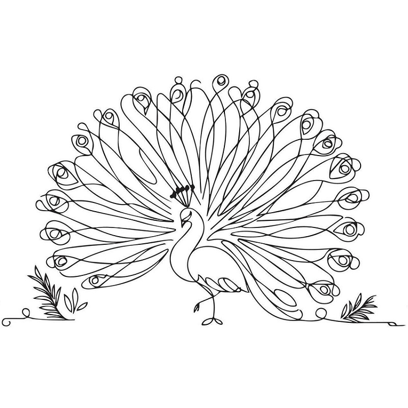 Peacock images drawing