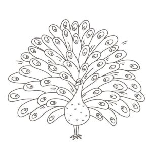 Peacock images to draw easy step by step