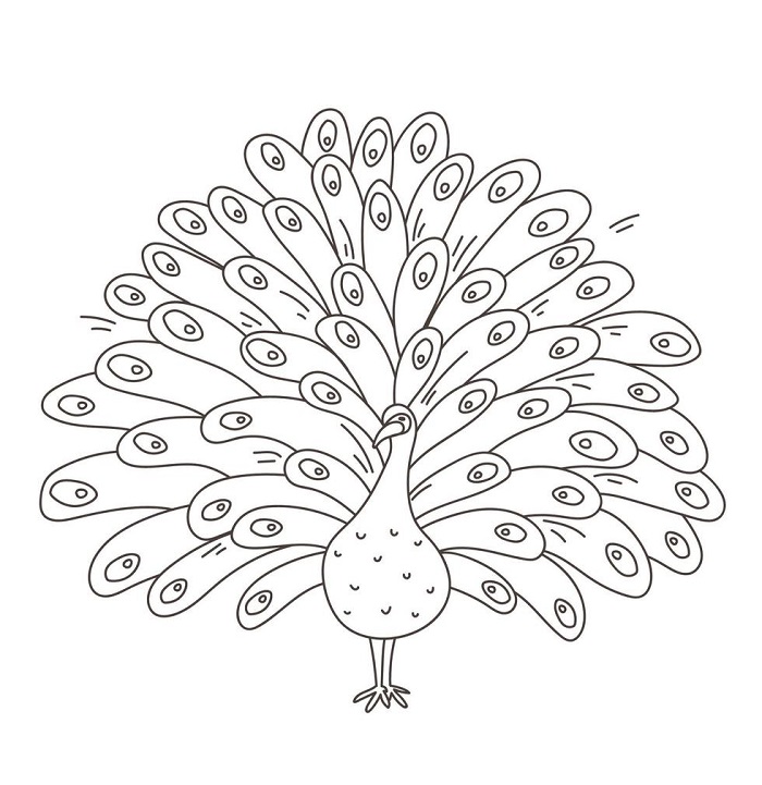 Peacock images to draw easy step by step