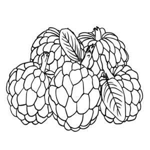 Printable Custard Apple