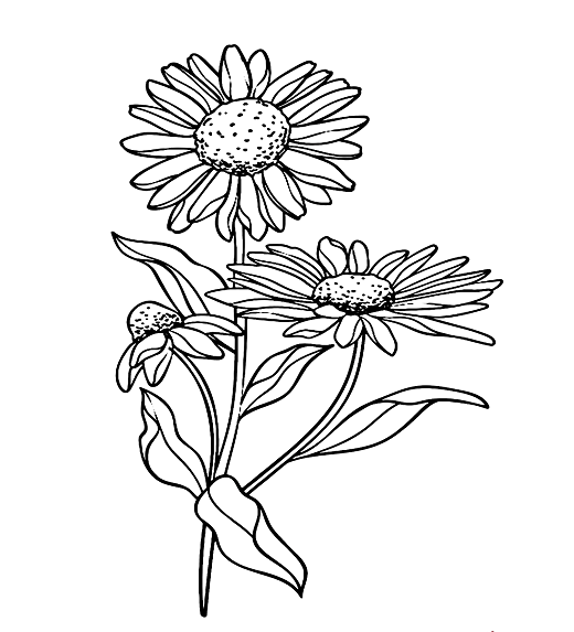 Printable Daisy Flowers