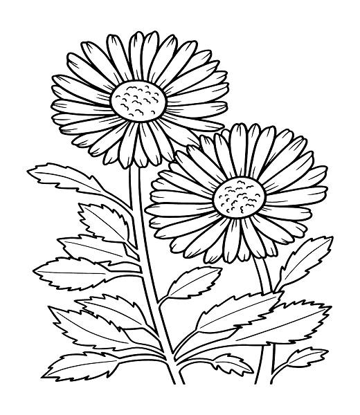 Printable Daisy