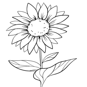 Simple Daisy Flower