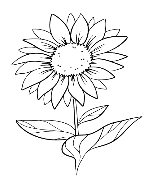 Simple Daisy Flower