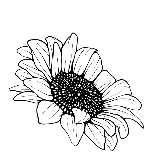 Sunflower Coloring Pages