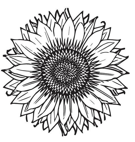 Sunflower coloring pages pdf