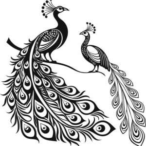 Two peacock images drawing
