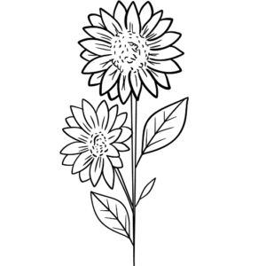 images of sunflowers