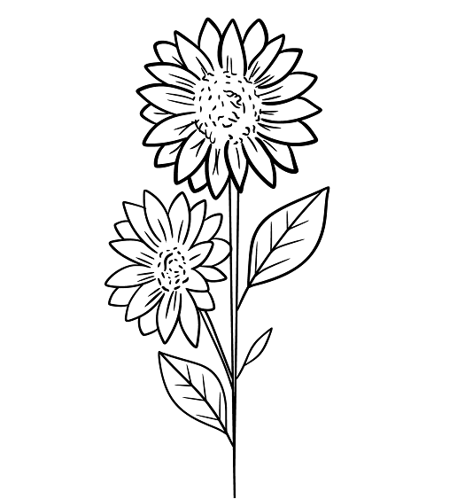 Images of sunflowers