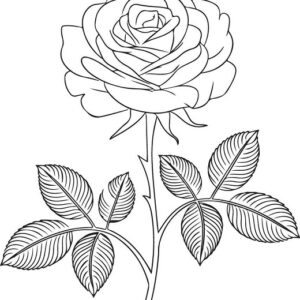 Beautiful rose images drawing