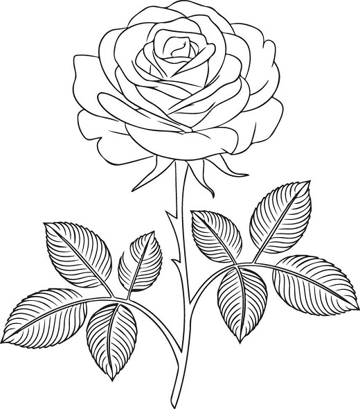 Beautiful rose images drawing