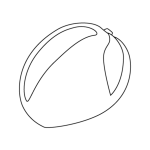 Mango drawing images with Colour