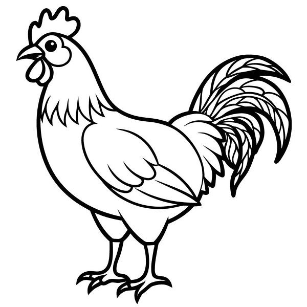 Rooster