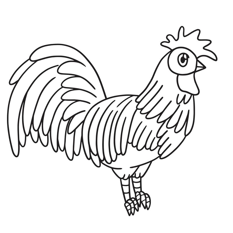 Rooster images for drawing