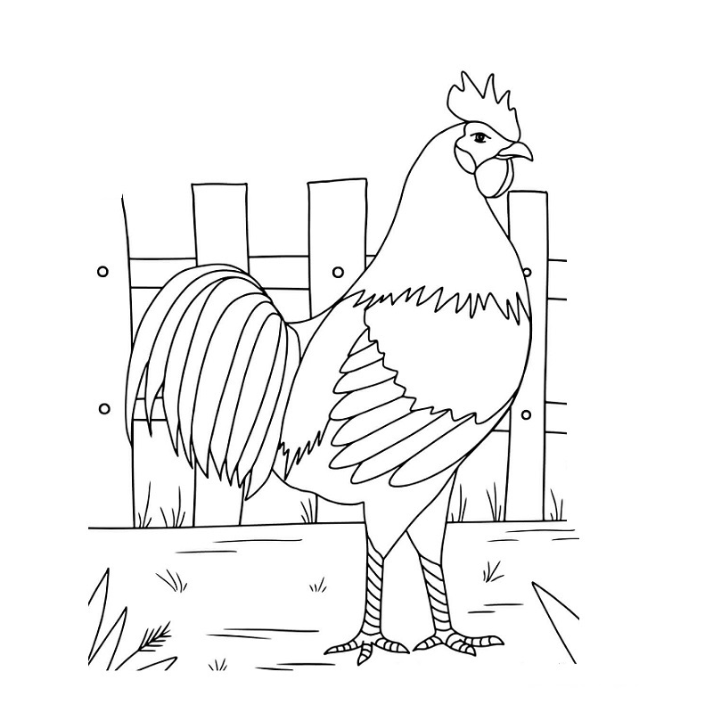 Rooster stands by the Fence
