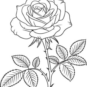 Rose images download