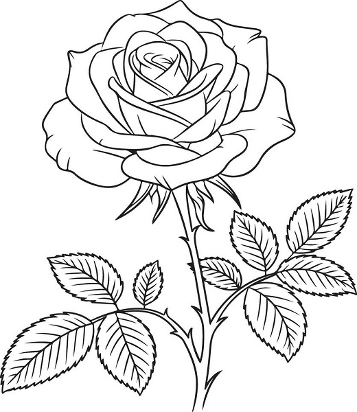 Rose images download