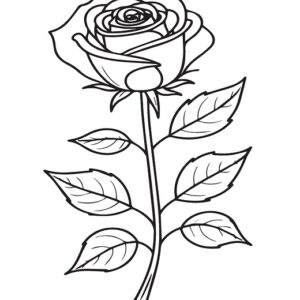 Rose images drawing for kids