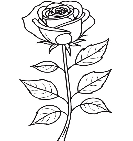 Rose images drawing for kids