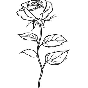 Rose images drawing realistic