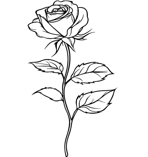 Rose images drawing realistic
