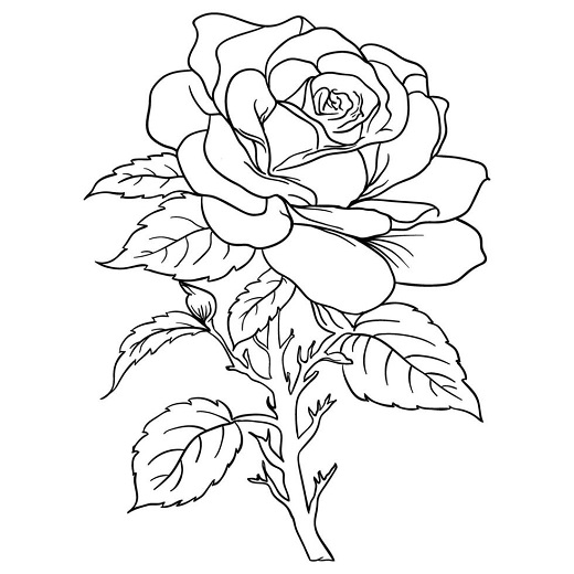 Rose images drawing