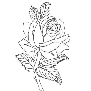Rose outline images