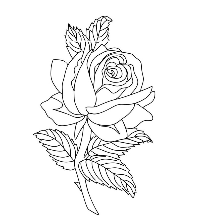 Rose outline images