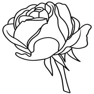 Roses Color Simple Art