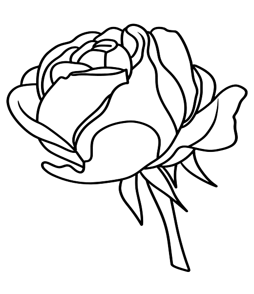 Roses Color Simple Art
