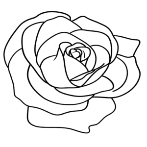 Roses Drawing