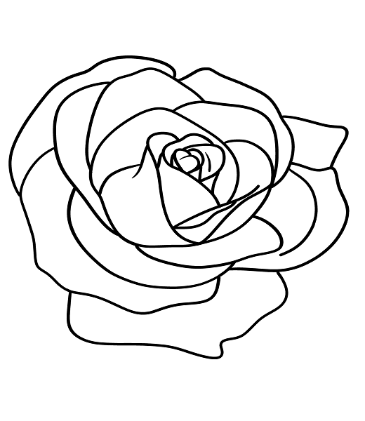 Roses Drawing