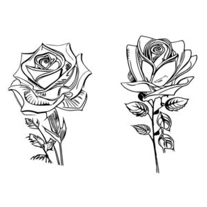 Simple rose beautiful flower drawing with color