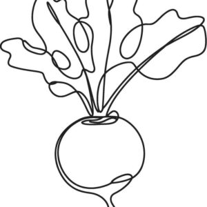 Turnip drawing colour