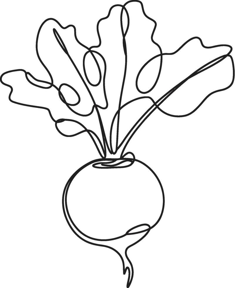 Turnip drawing colour