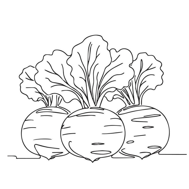 Turnip drawing easy with pencil