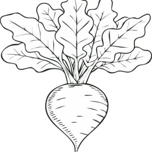 Turnip drawing for kids with colour