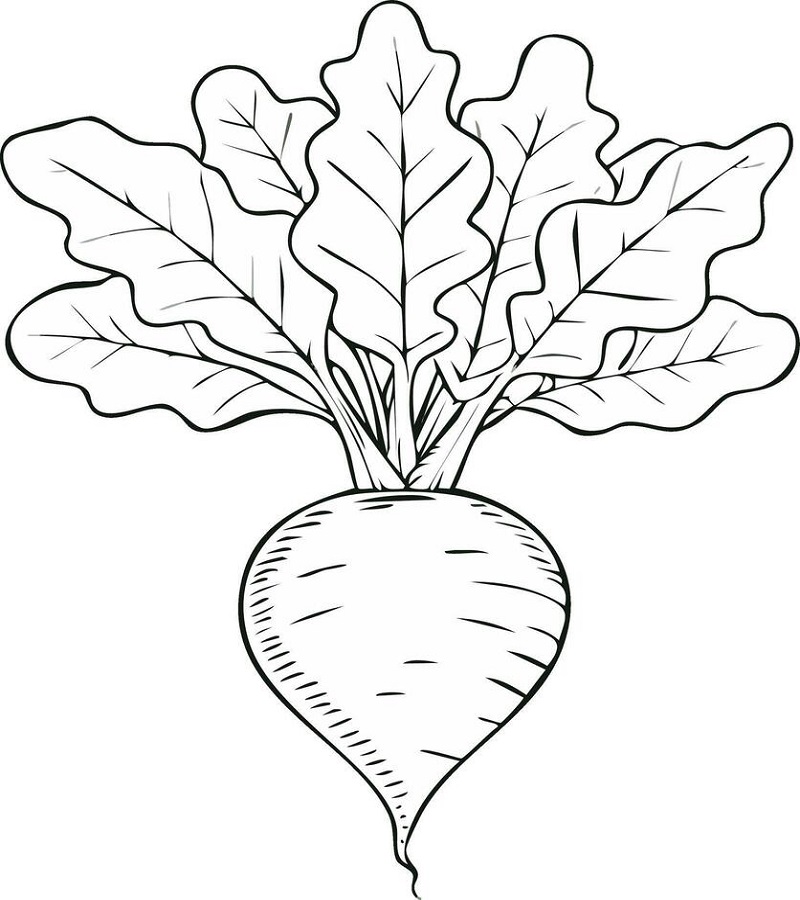 Turnip drawing for kids with colour