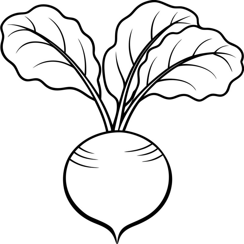 Turnip drawing for kids