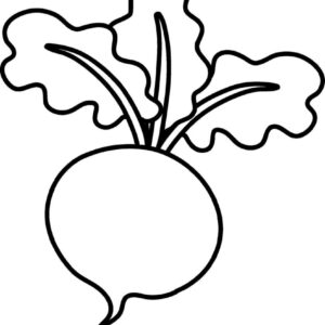 Turnip image for kids