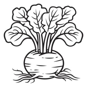 Turnip images drawing