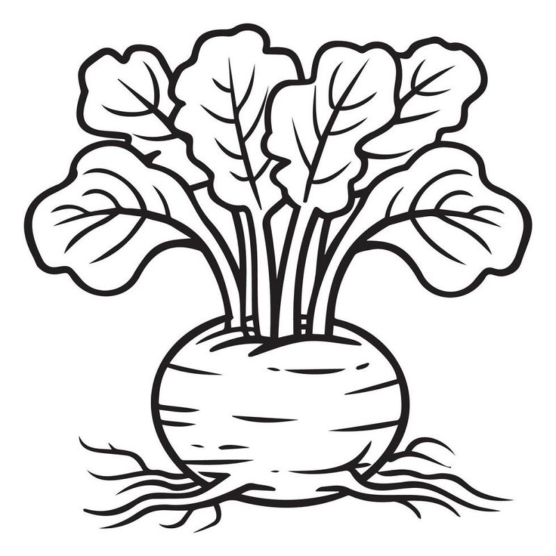 Turnip images drawing