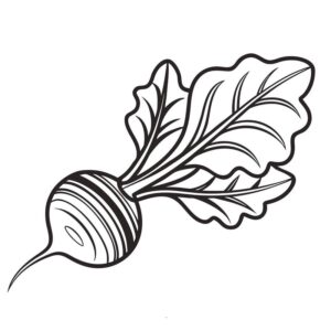 Turnip images for drawing