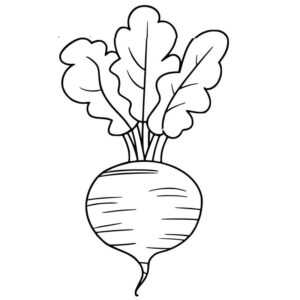 Turnip images for drawing with colour