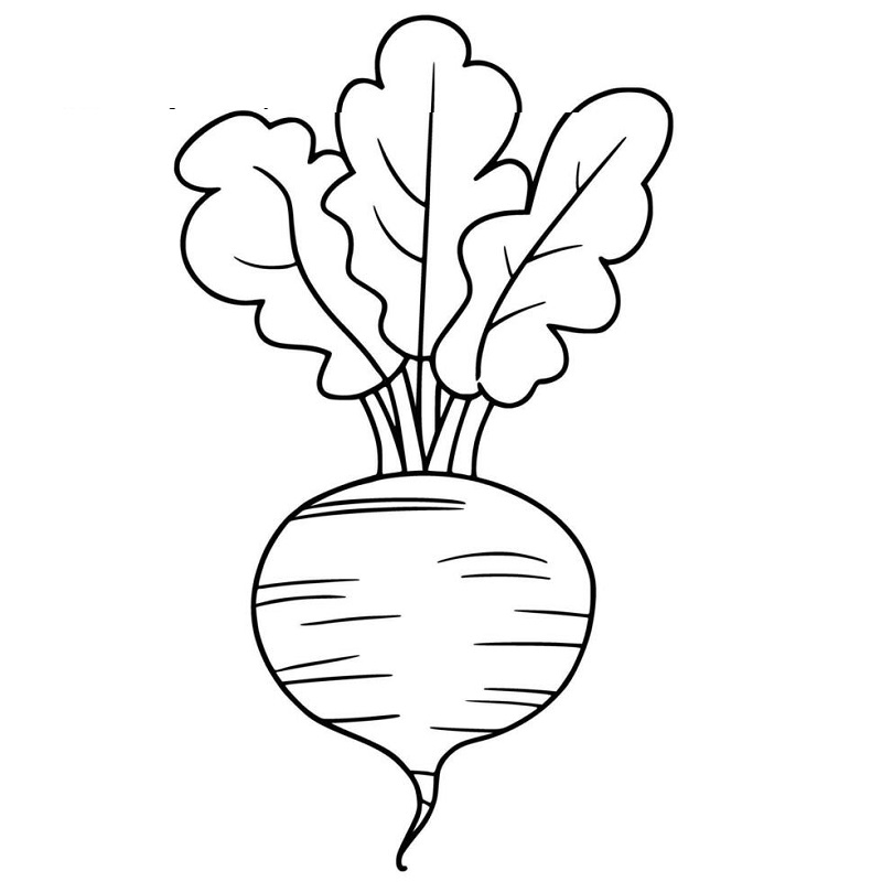 Turnip images for drawing with colour