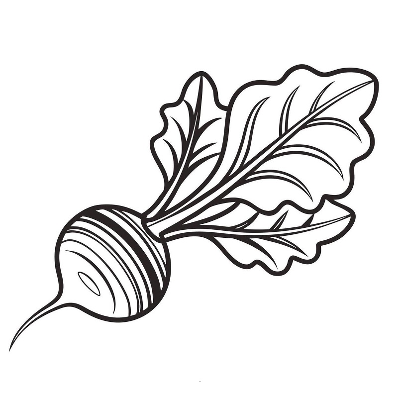 Turnip images for drawing