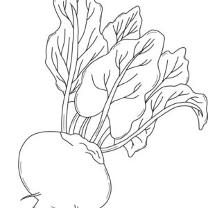 Turnip images vegetable